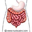 Digestive System -- Lactose Intolerance -- 7.10.13